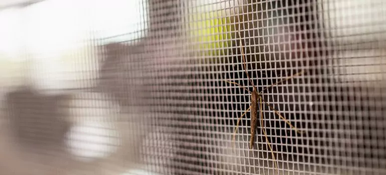 Repair Mosquito Mesh For Windows in Golden Gate, FL